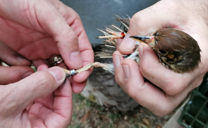 Controllo richiamo 1230x767