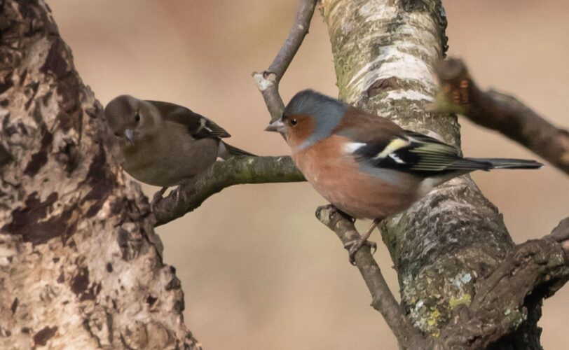 Coppia di fringuelli