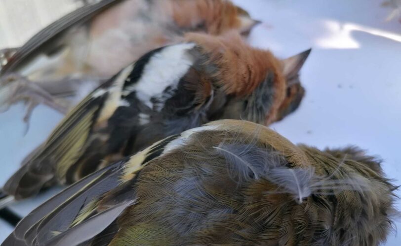 Fringuelli abbattuti