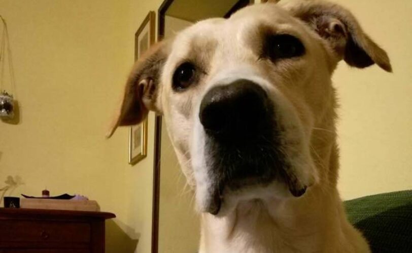 Labrador ucciso 199163