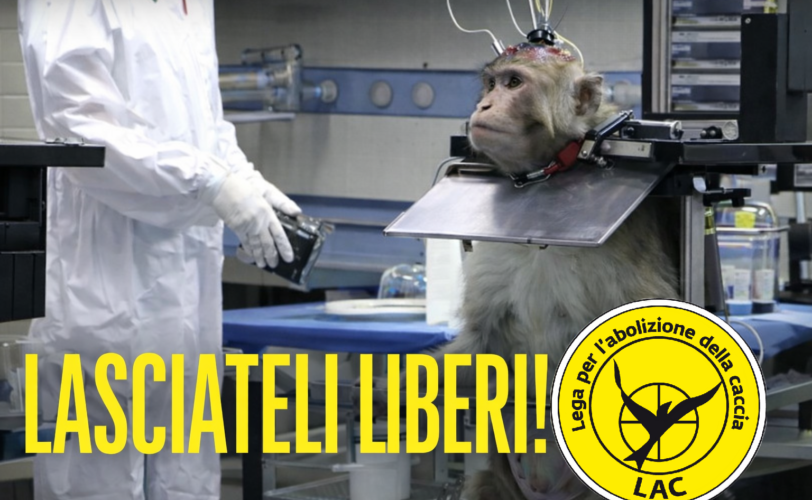 Macaco sperimentazione