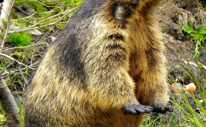 Milchdrink marmotta pixabay