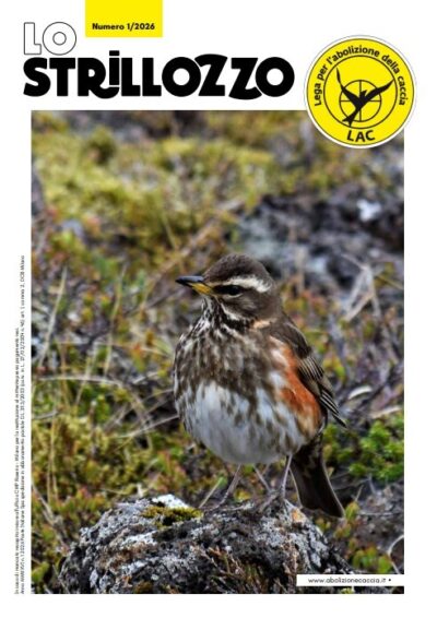 Copertina strillozzo 1 2026