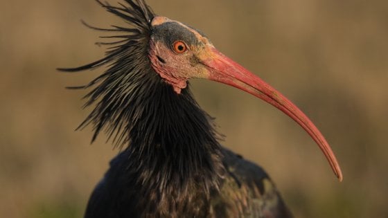 LAC - Lega Abolizione Caccia