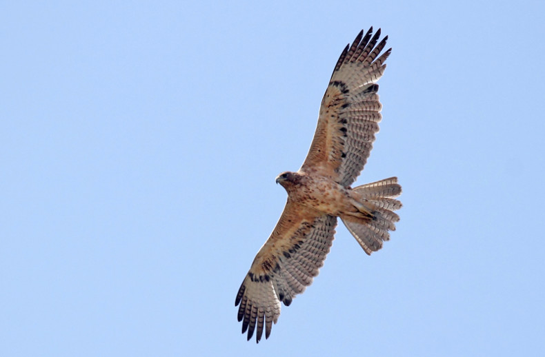 aquila del Bonelli