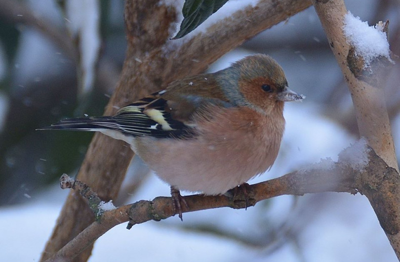 aiutiamo l'avifauna d'inverno