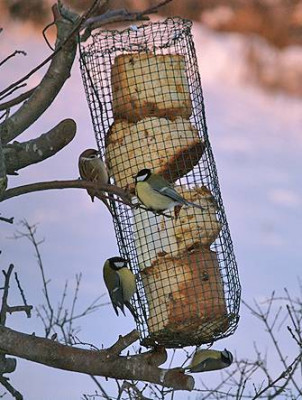 Mangiatoia - Un tubo di rete con cibo per uccelli