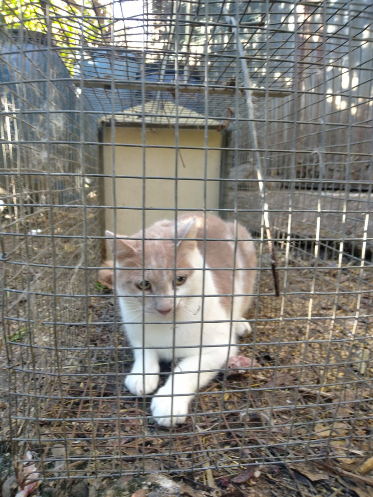 LAC Lecco- cacciatore con reti e gabbie trappola con gatto