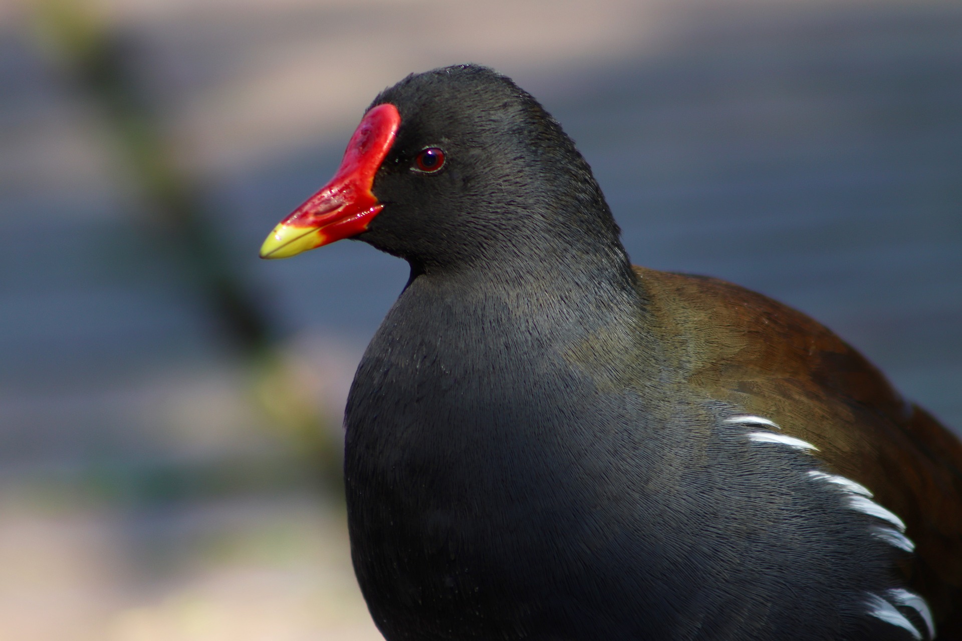 Gallinella d'acqua