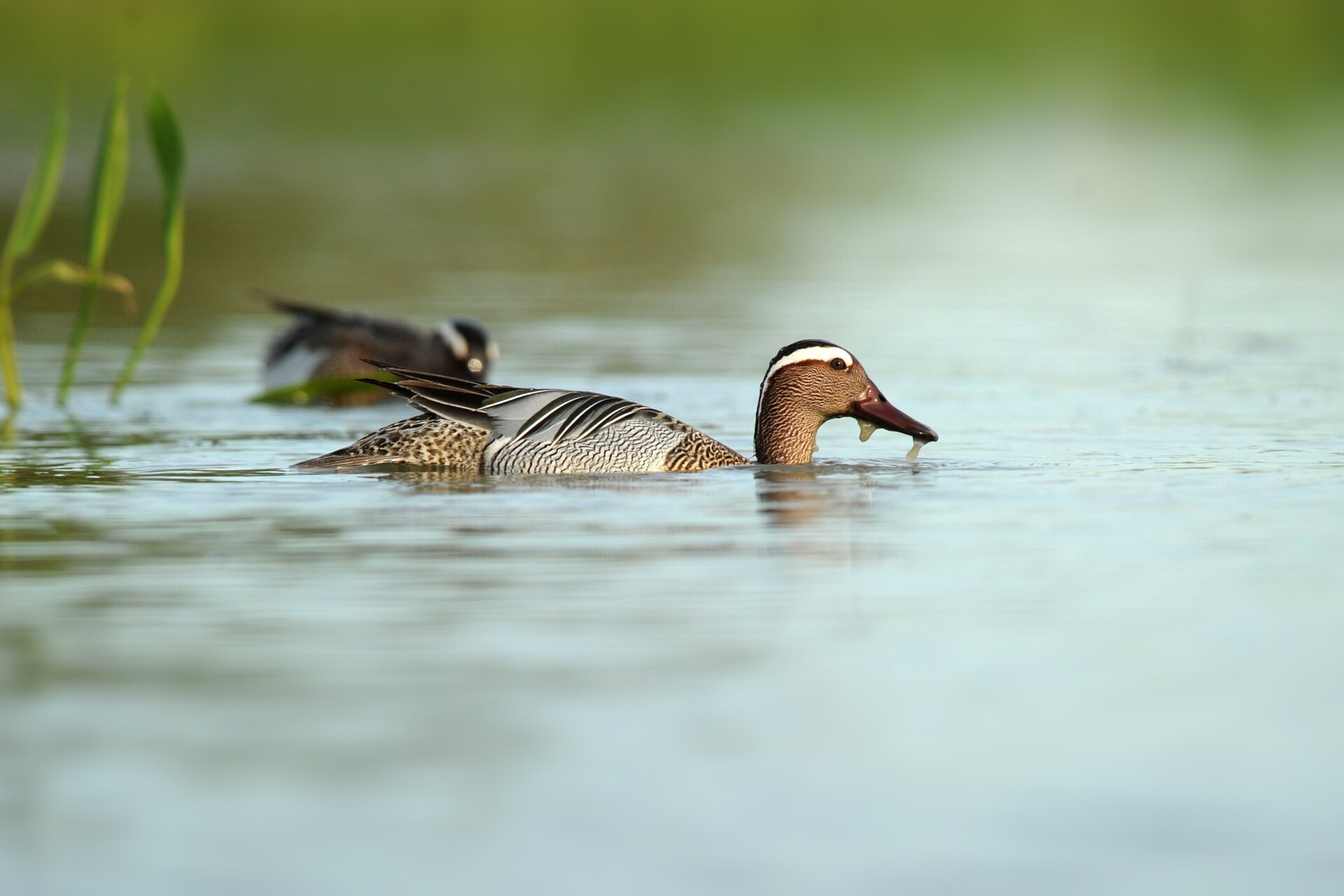 Marzaiola in acqua