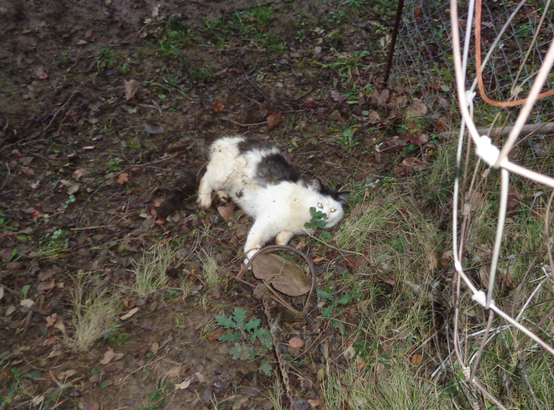 Gatto in trappola - Liberato il gatto e denunciato 