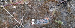 cartuccia da caccia abbandonata inesplosa a Ponza che sta rilasciando piombo e plastica