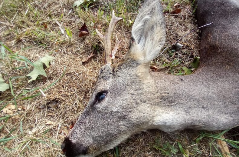 capriolo ucciso a fucilate