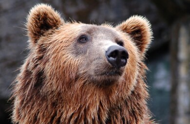 Trentino-legge ammazza orsi approvata