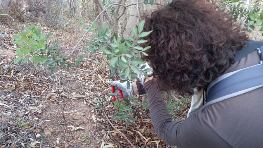 bonifica di un laccio attivo per la cattura di mammiferi