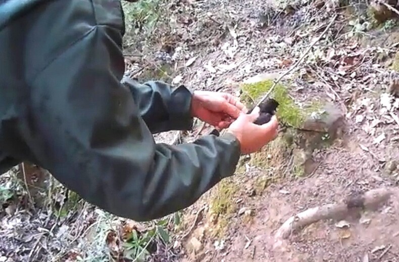 Sardegna Merlo salvato da cappio