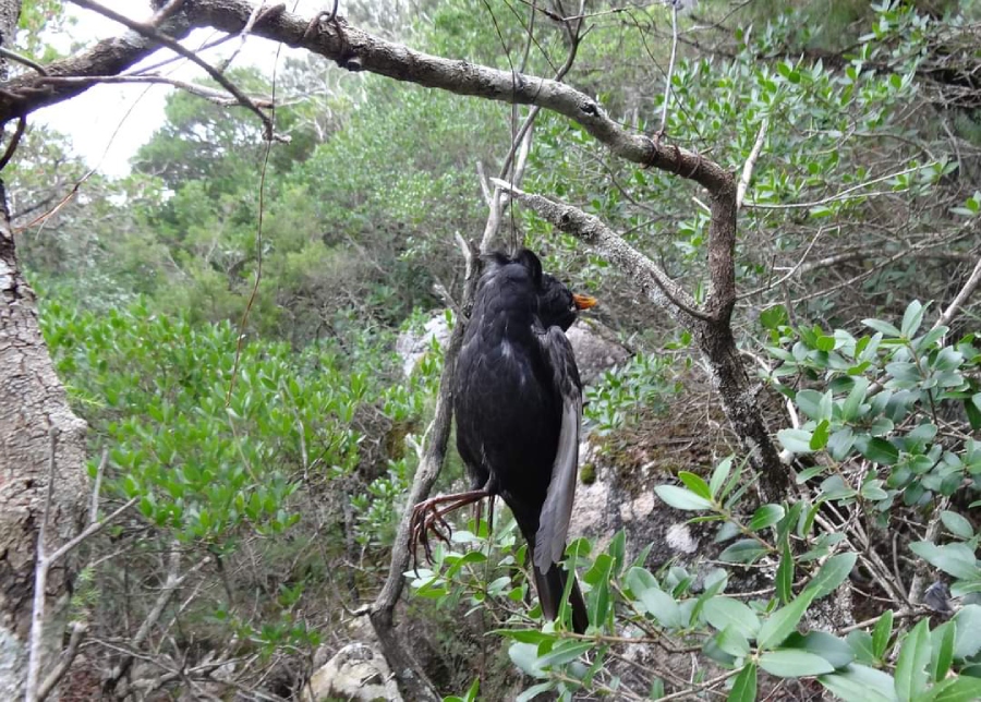 il crudele bracconaggio in Sardegna