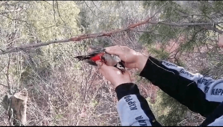 picchio rosso intrappolato e successivamente liberato