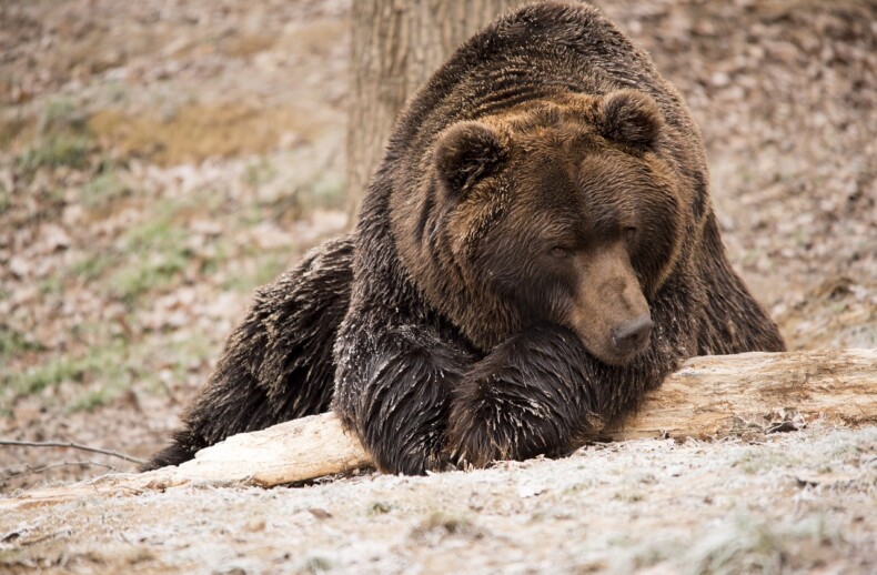 Orso trentino